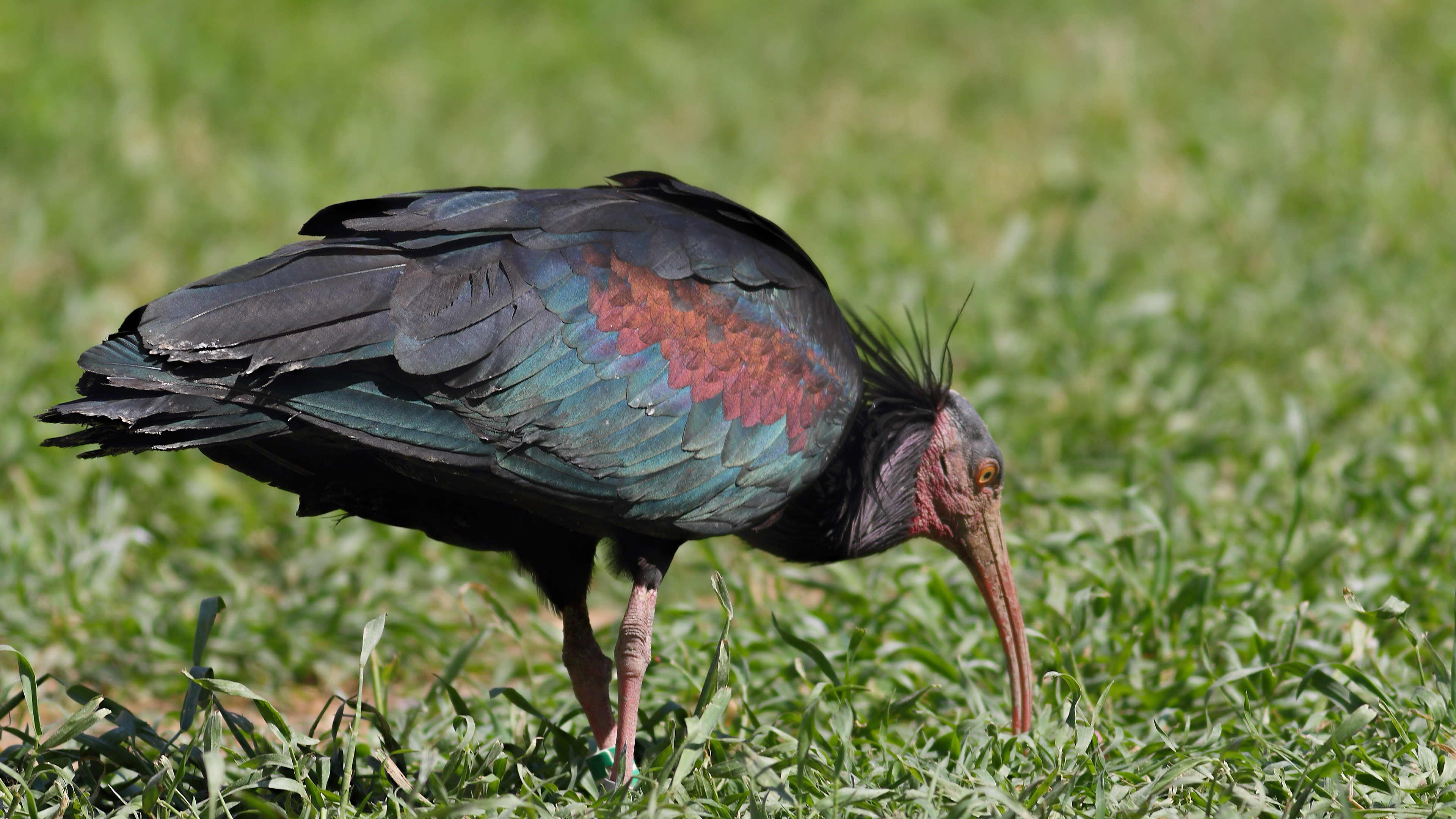 Northern Bald Ibis